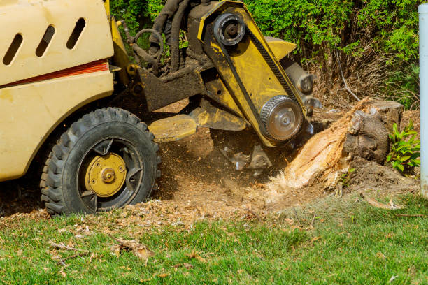 Best Local Tree Services  in Cloverleaf, TX